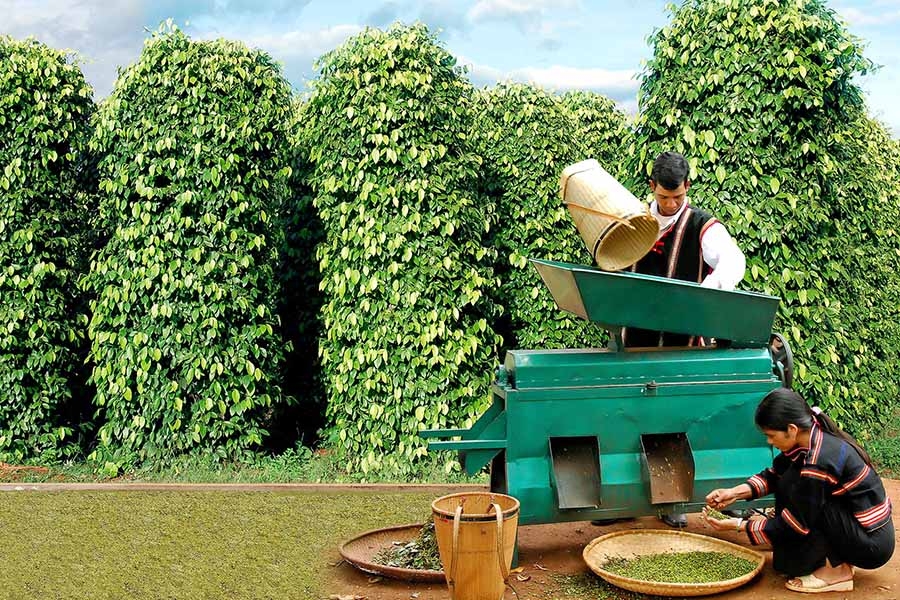 Phát triển hồ tiêu xuất khẩu ở các tỉnh Tây Nguyên theo hướng bền vững