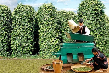 Phát triển hồ tiêu xuất khẩu ở các tỉnh Tây Nguyên theo hướng bền vững