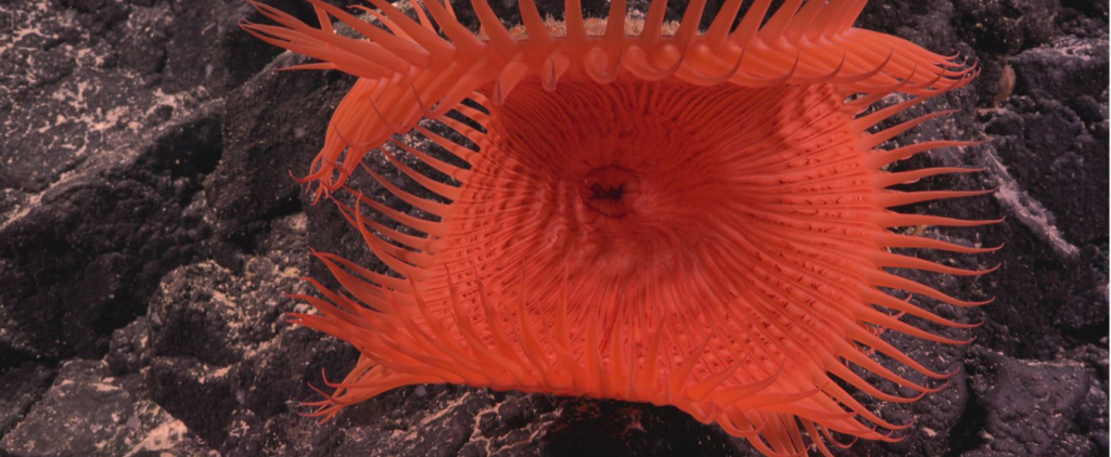 Đầm phá màu hồng và các thiên hà kỳ dị - những hình ảnh khoa học đẹp nhất tháng 7 Đầm phá màu hồng và các thiên hà kỳ dị - những hình ảnh khoa học đẹp nhất tháng 7