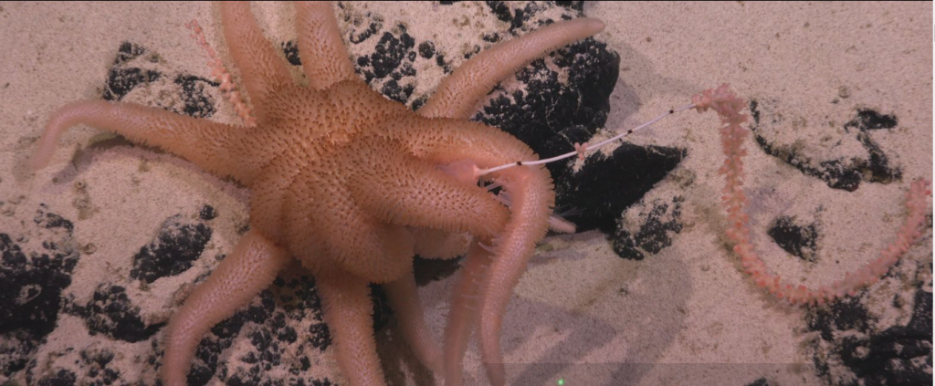 Đầm phá màu hồng và các thiên hà kỳ dị - những hình ảnh khoa học đẹp nhất tháng 7 Đầm phá màu hồng và các thiên hà kỳ dị - những hình ảnh khoa học đẹp nhất tháng 7