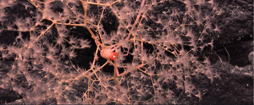 Đầm phá màu hồng và các thiên hà kỳ dị - những hình ảnh khoa học đẹp nhất tháng 7 Đầm phá màu hồng và các thiên hà kỳ dị - những hình ảnh khoa học đẹp nhất tháng 7