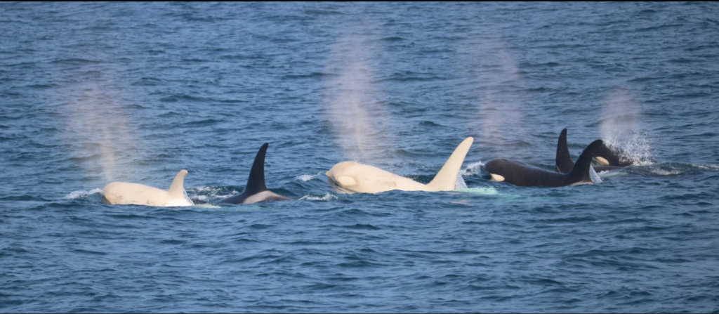 Đầm phá màu hồng và các thiên hà kỳ dị - những hình ảnh khoa học đẹp nhất tháng 7 Đầm phá màu hồng và các thiên hà kỳ dị - những hình ảnh khoa học đẹp nhất tháng 7