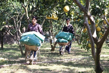 Vai trò của liên kết trong sản xuất nông nghiệp - Nhìn từ mô hình phát triển cây bưởi ở huyện Yên Thủy, tỉnh Hòa Bình
