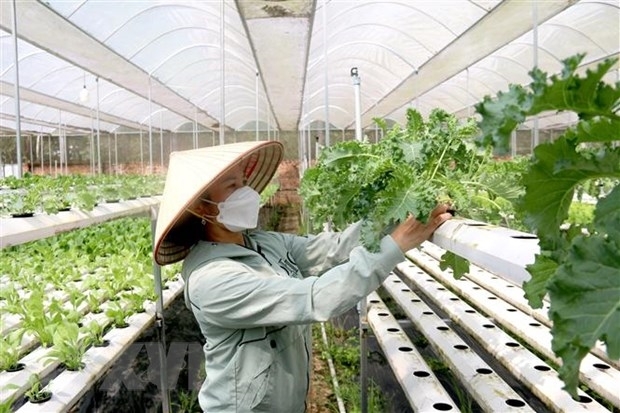 Các chính sách hỗ trợ phát triển kinh tế tập thể, hợp tác xã chưa thực sự phát huy hiệu quả