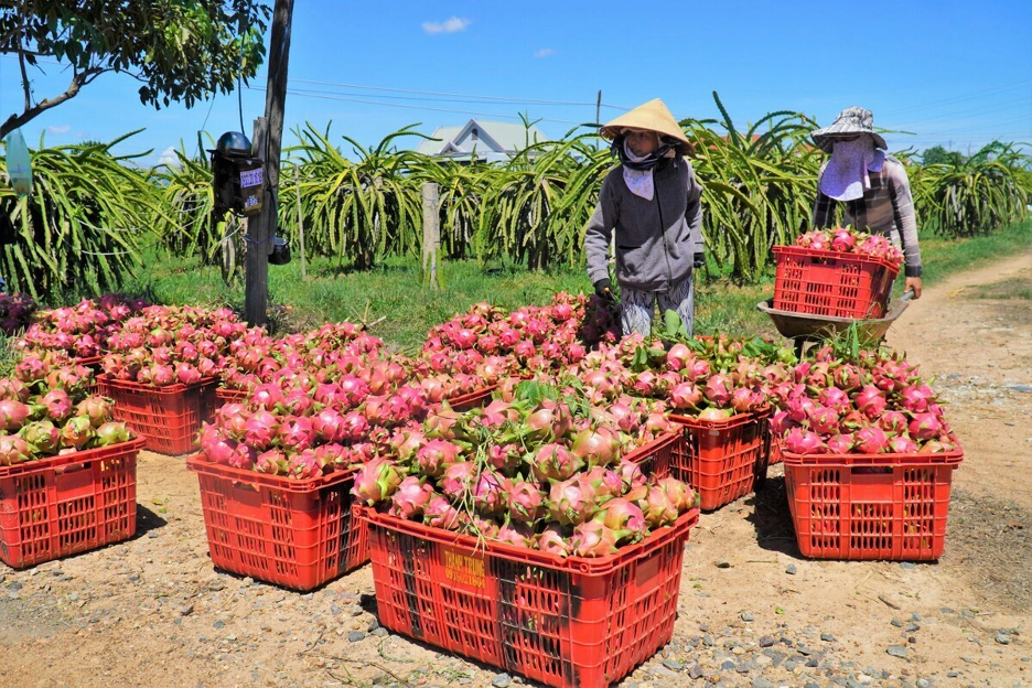 Các chính sách hỗ trợ phát triển kinh tế tập thể, hợp tác xã chưa thực sự phát huy hiệu quả