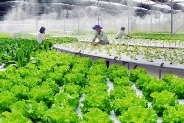 "Tiếp sức" cho ngành nông nghiệp phát triển, đề xuất 2 phương án miễn thuế sử dụng đất nông nghiệp