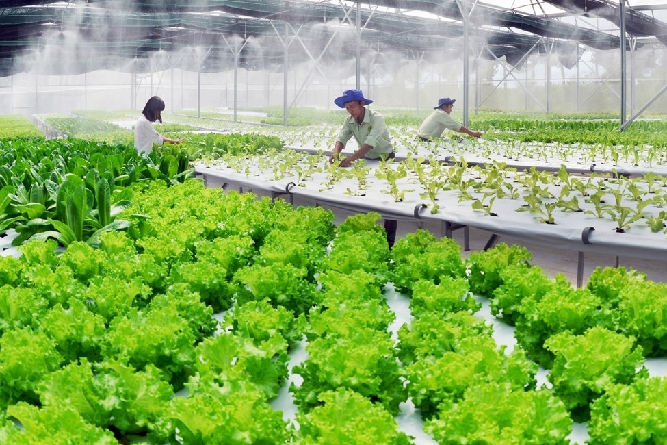 "Tiếp sức" cho ngành nông nghiệp phát triển, đề xuất 2 phương án miễn thuế sử dụng đất nông nghiệp