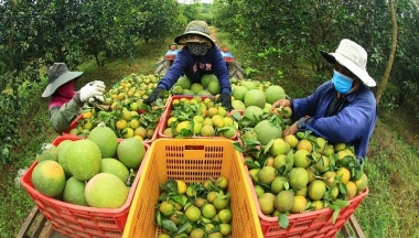 Hợp đồng nông nghiệp ở các hợp tác xã: Giải pháp ổn định thị trường nông sản