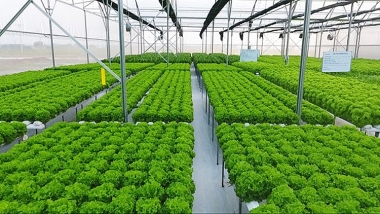 Nông nghiệp Việt Nam: Một số kết quả đạt được trong giai đoạn 2010-2022, định hướng và giải pháp phát triển thời gian tới