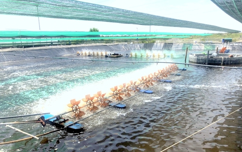 Hiệu quả kinh tế mô hình nuôi tôm thẻ chân trắng thâm canh tại huyện Bình Đại - Bến Tre