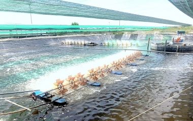 Hiệu quả kinh tế mô hình nuôi tôm thẻ chân trắng thâm canh tại huyện Bình Đại - Bến Tre