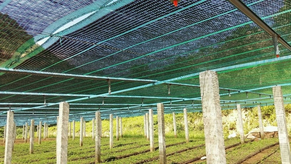 Phát triển cây dược liệu tỉnh Quảng Nam: Thực trạng và giải pháp