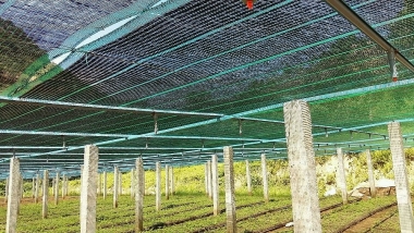 Phát triển cây dược liệu tỉnh Quảng Nam: Thực trạng và giải pháp