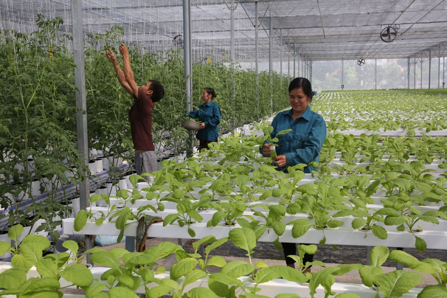 Một số giải pháp hoàn thiện dữ liệu đăng ký hợp tác xã