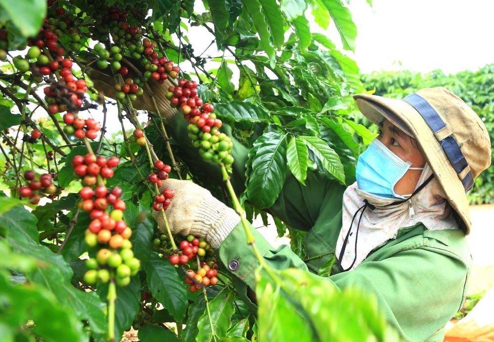 Thực trạng và giải pháp phát triển kinh tế hợp tác xã tỉnh Kon Tum