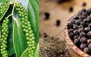 Xuất khẩu hồ tiêu của Việt Nam sang Ai Cập: Thực trạng và kiến nghị giải pháp