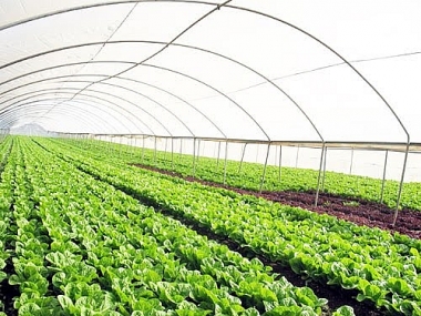 Nhận diện các nhân tố thúc đẩy và cản trở đến phát triển kinh tế tuần hoàn trong nông nghiệp