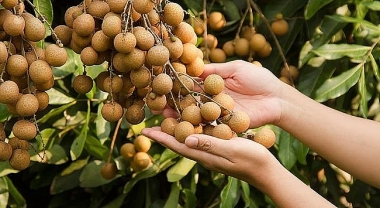Phân tích sở thích về hợp đồng canh tác và tiêu thụ nông sản của nông dân tỉnh Sóc Trăng