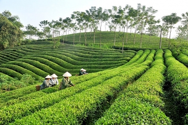 Tác động của đô thị hóa đến sự phát triển kinh tế nông nghiệp huyện Yên Sơn, tỉnh Tuyên Quang