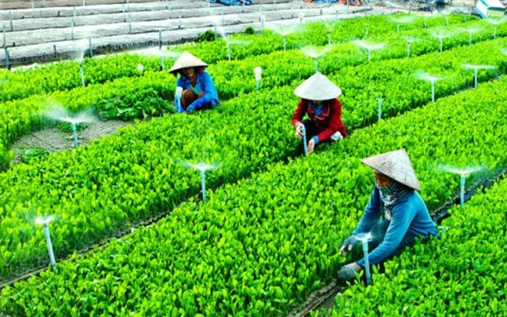 Thực trạng năng lực quản lý của các thành viên ban quản trị hợp tác xã nông nghiệp: Nghiên cứu trường hợp tỉnh Thái Bình (*)