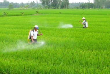 Hoạt động dịch vụ bảo vệ thực vật phải có địa chỉ giao dịch hợp pháp