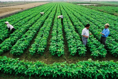 Doanh nghiệp nông nghiệp vẫn “èo uột”