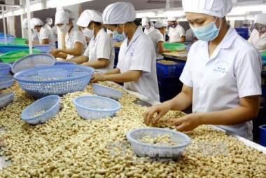 Vì sao hạ mục tiêu kim ngạch xuất khẩu điều năm 2018 xuống 3 tỷ USD?