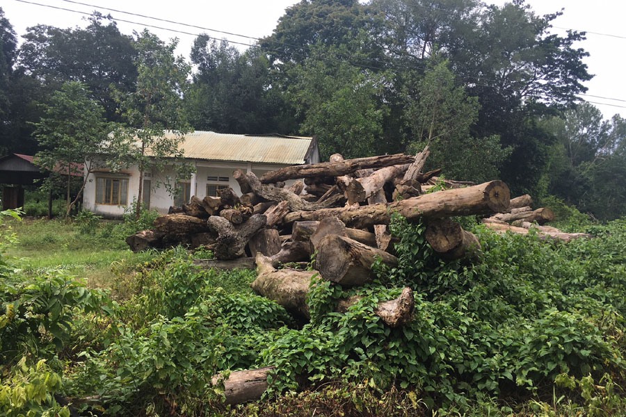 Cần tăng cường hơn nữa trách nhiệm trong việc xử lý nghiêm các vụ phá rừng trái phép