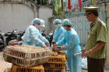 Nghiêm cấm vận chuyển, buôn bán, tiêu thụ gia cầm nhập lậu qua biên giới