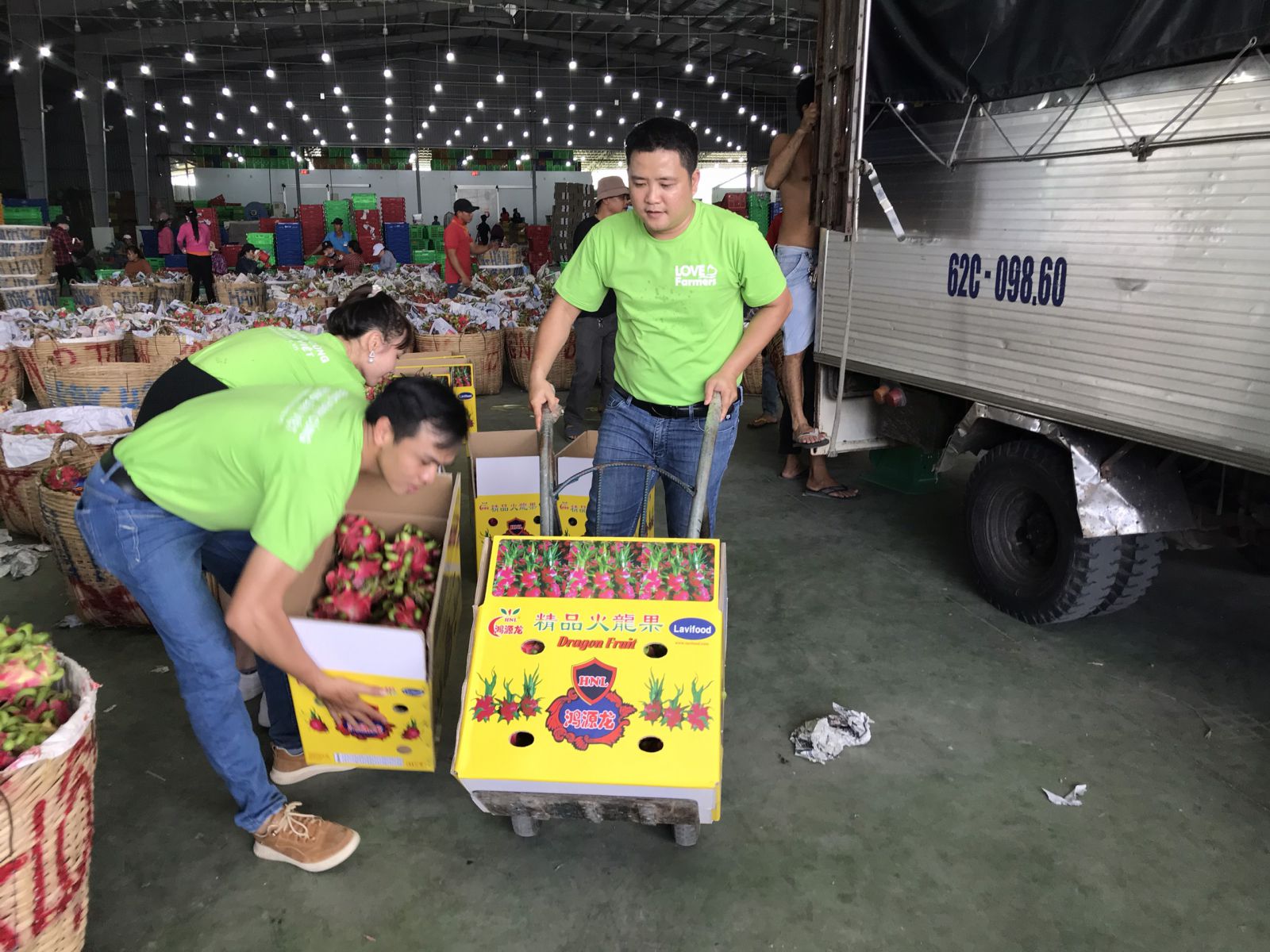 Qũy Khởi Nghiệp Xanh hỗ trợ thu mua thanh long cho người nông dân