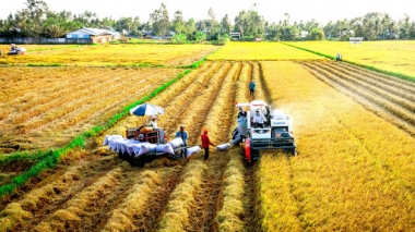 Đến năm 2025, xuất khẩu khoảng 5 triệu tấn gạo
