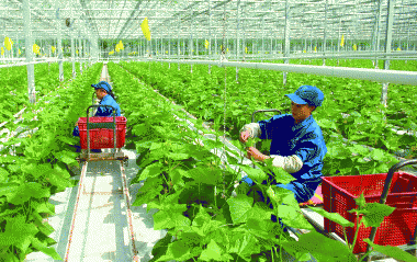 Đến năm 2025, tốc độ tăng trưởng giá trị gia tăng ngành nông nghiệp đạt bình quân từ 2,5-3%/năm