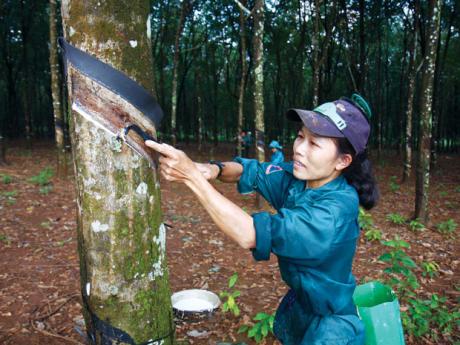 Tăng 2 bậc, Việt Nam đứng thứ 3 thế giới về sản xuất cao su tự nhiên
