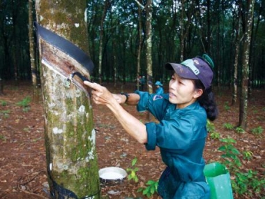 Tăng 2 bậc, Việt Nam đứng thứ 3 thế giới về sản xuất cao su tự nhiên