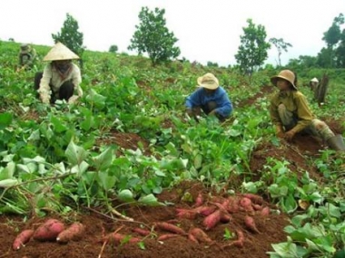 Cần quản lý chặt chẽ việc thương lái nước ngoài thu mua nông sản