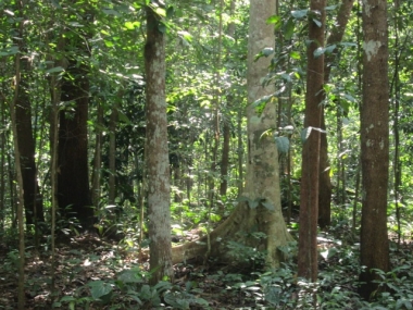 Thủ tướng chỉ đạo sắp xếp, đổi mới công ty lâm nghiệp tại 3 địa phương