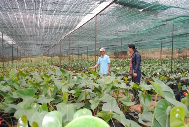 Tham quan mô hình trang trại hoa tiêu biểu ở Di Linh