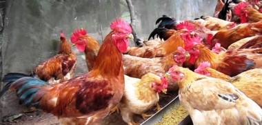 Nâng mức cảnh báo với cúm A/H7N9