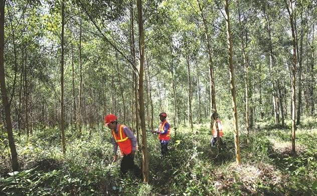 Các chứng chỉ xanh giúp ích gì cho nhà sản xuất và người tiêu dùng
