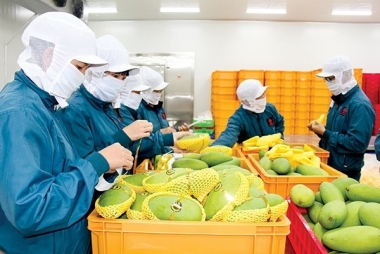 Xuất khẩu sang thị trường Anh và Úc tăng mạnh ngay trong tháng 1/2021