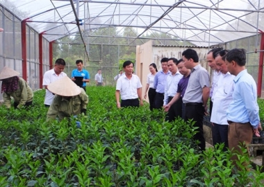 Sản xuất, kinh doanh giống cây trồng lâm nghiệp cần những điều kiện gì?