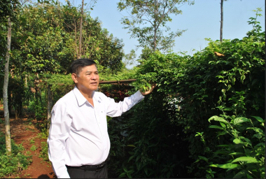 Mở rộng quy mô từ những mô hình vườn thuốc nam ở  Buôn Ma Thuột