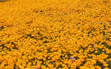 Nam California bùng nổ với sắc vàng rực rỡ