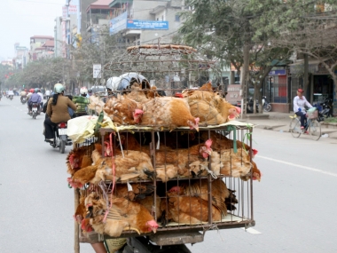 Tăng cường  quản lý vận chuyển, giết mổ động vật