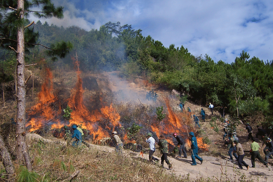 Các địa phương cần chủ động phòng, chống cháy rừng