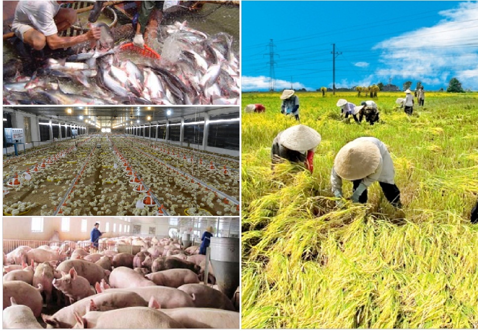 Hộ nghèo, cận nghèo được hỗ trợ bao nhiêu phí bảo hiểm nông nghiệp?