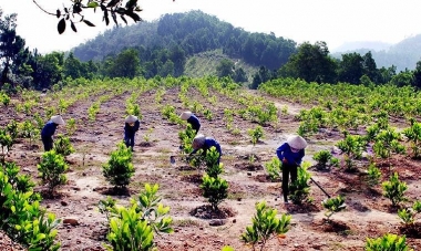 Năm 2019, phải đưa tỷ lệ che phủ rừng toàn quốc đạt 41,85%