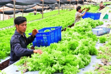 Nông nghiệp thông minh với lợi thế sản xuất khép kín ngày nay
