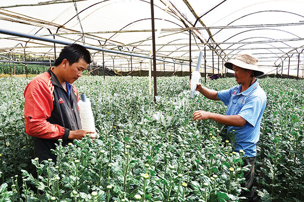 Thanh niên Đà Lạt liên kết xây dựng THT sản xuất hoa