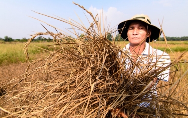 Triển khai quyết liệt giải pháp chống hạn, mặn ở ĐBSCL